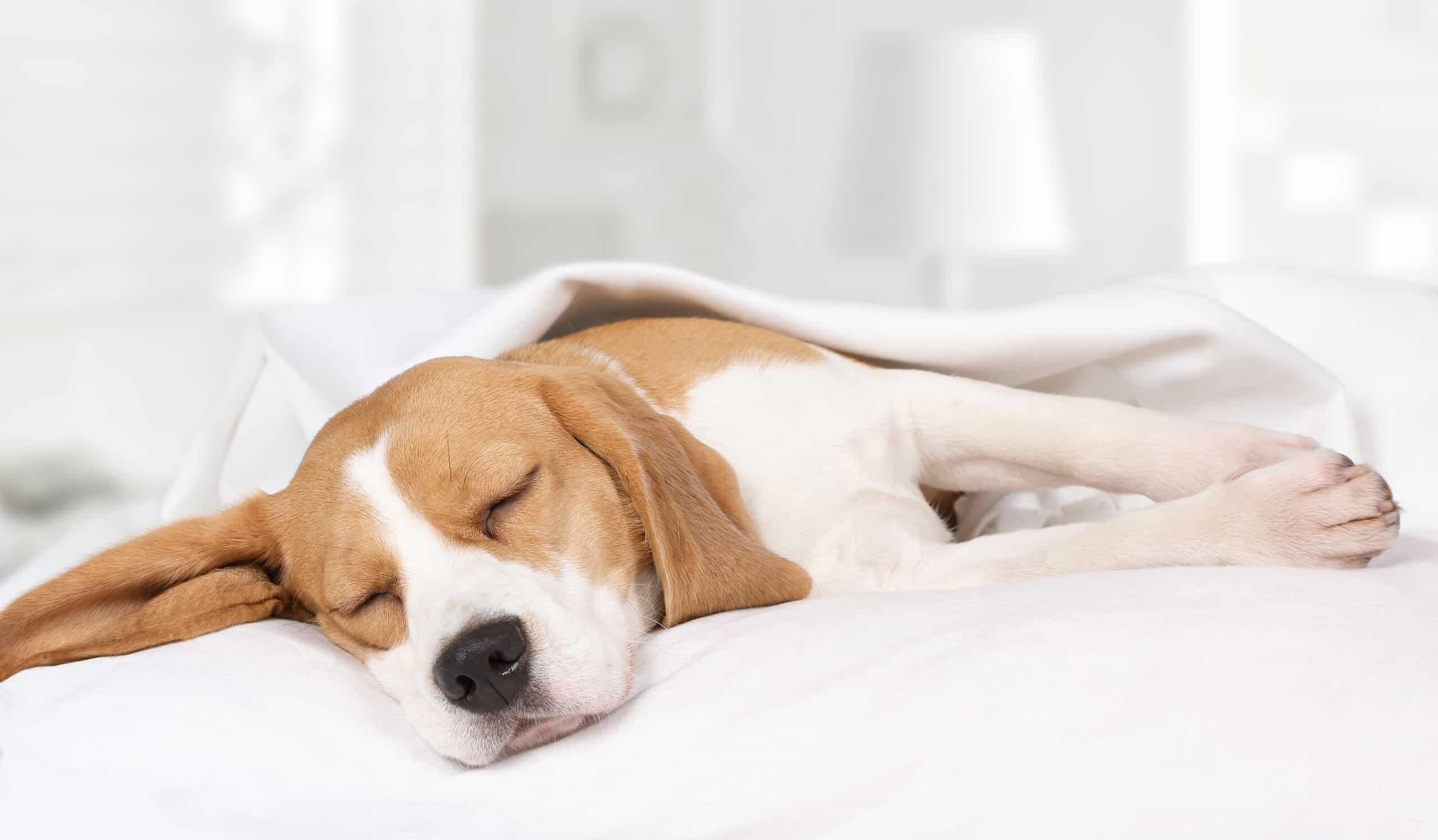 Mi cachorro no quiere comer y solo duerme: causas y qué hacer
