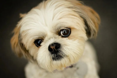 Shih Tzu como Mascota