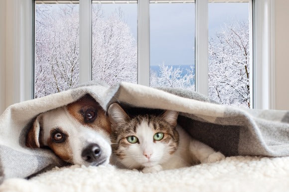 Cuidados Esenciales para Perros y Gatos en Invierno