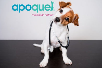 Apoquel: El alivio para la picazón en tu mascota
