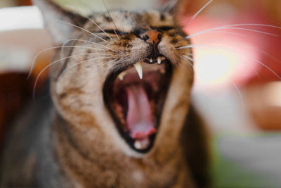 ¿A los gatos se les caen los dientes? Todo lo que necesitas saber