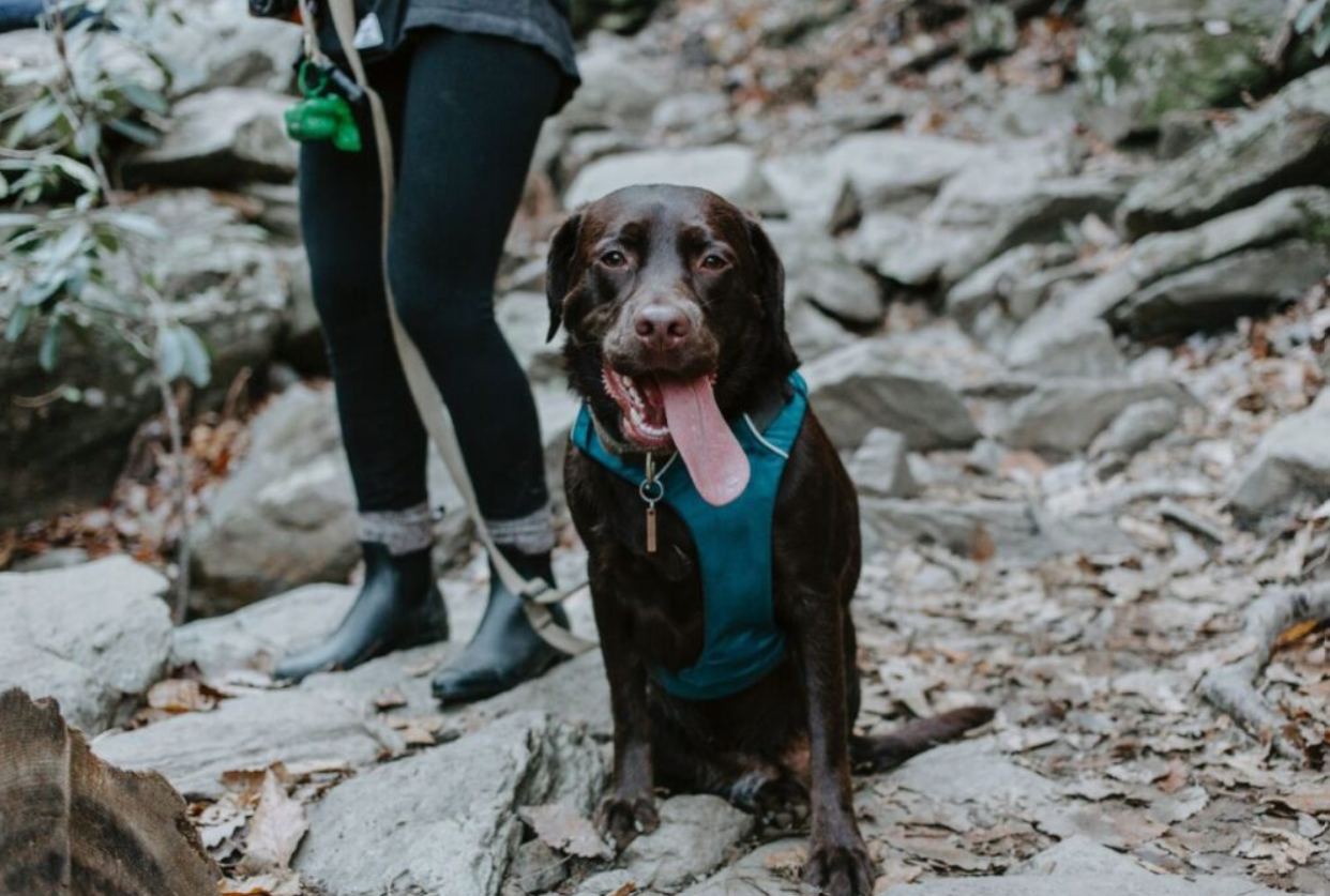 Actividades al aire libre que puedes hacer con tu perro