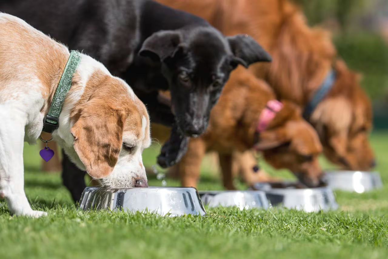 Alimentación balanceada para perros