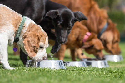 Alimentación balanceada para perros