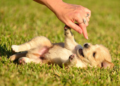 Alimentación para Cachorros