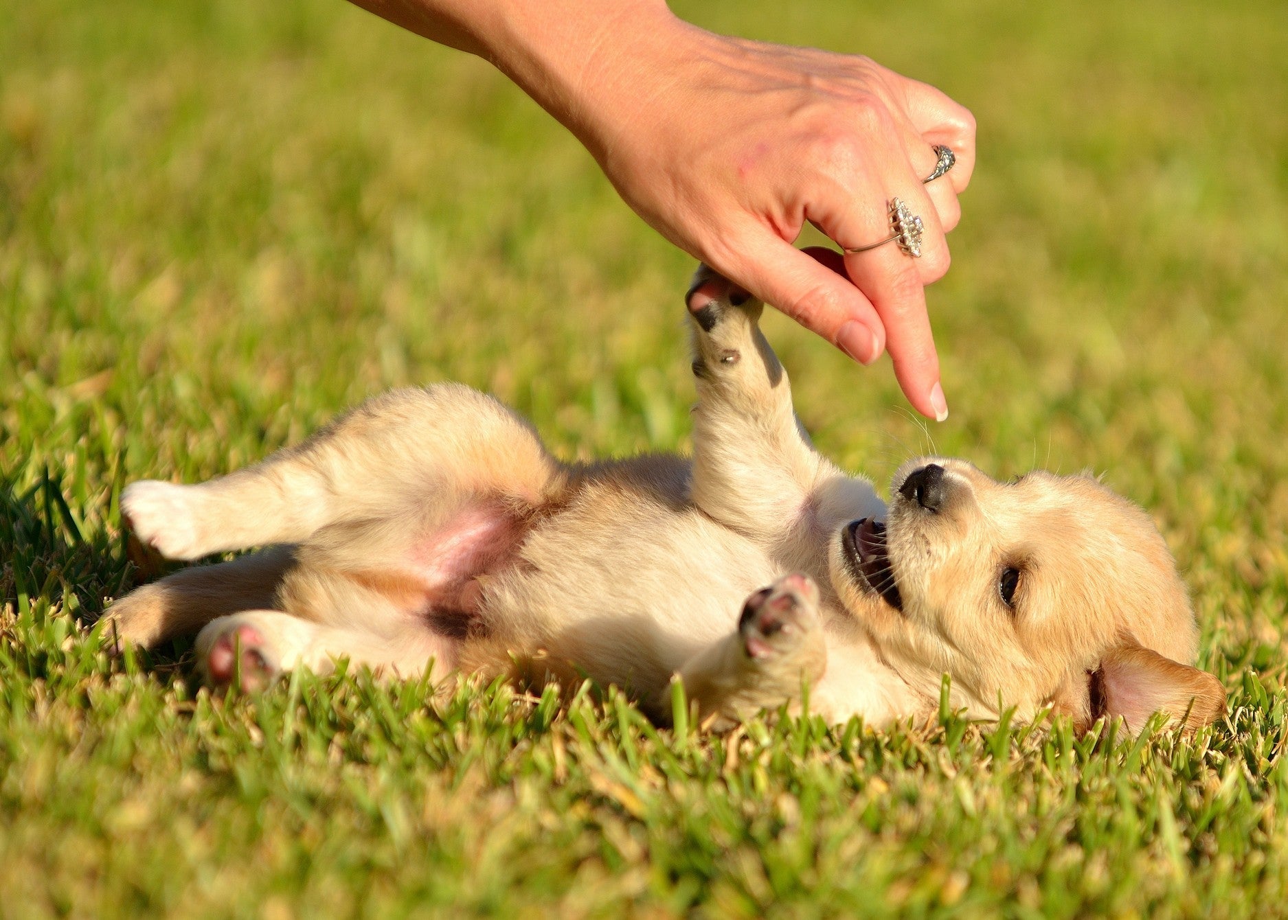 Alimentación para Cachorros