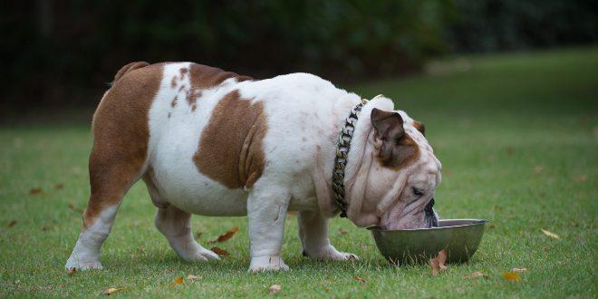 Problemas digestivos, control de peso y envejecimiento en perros