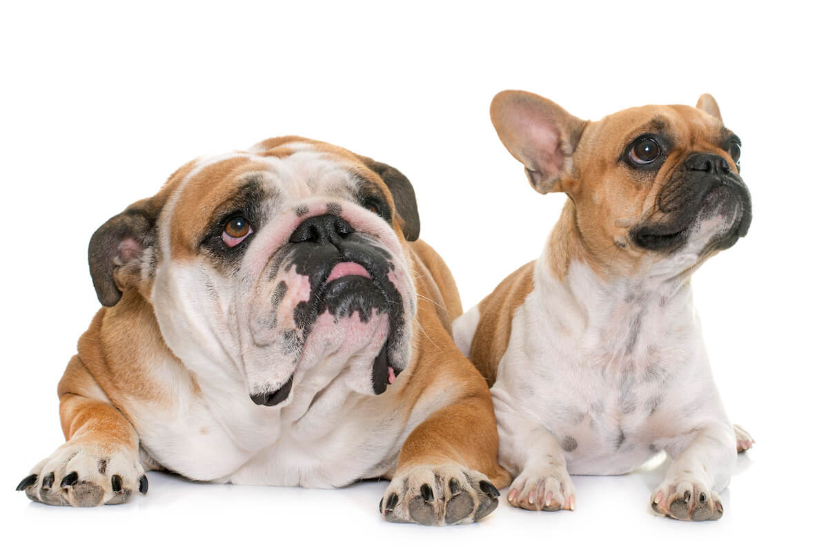 Alimentación y cuidados del Bulldog
