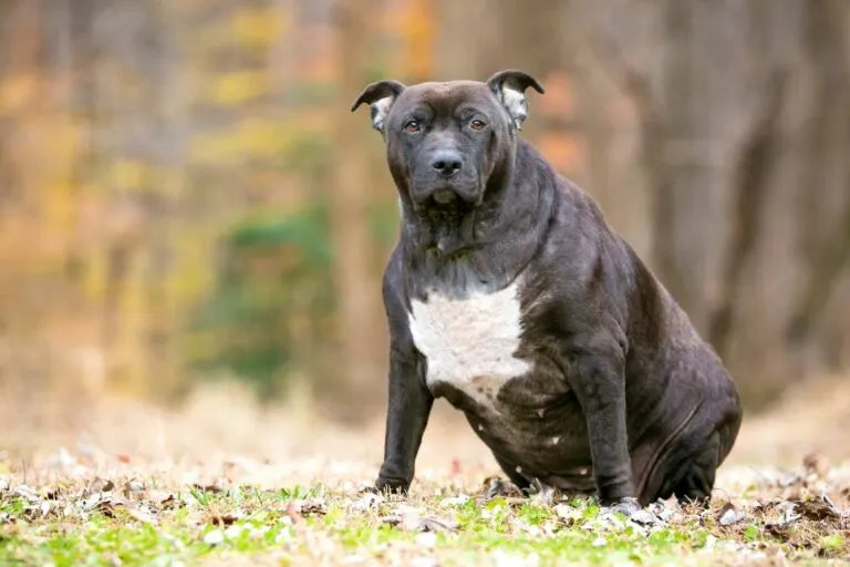 Alimento bajo en grasa para perros