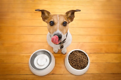 Alimento de prescripción para perros