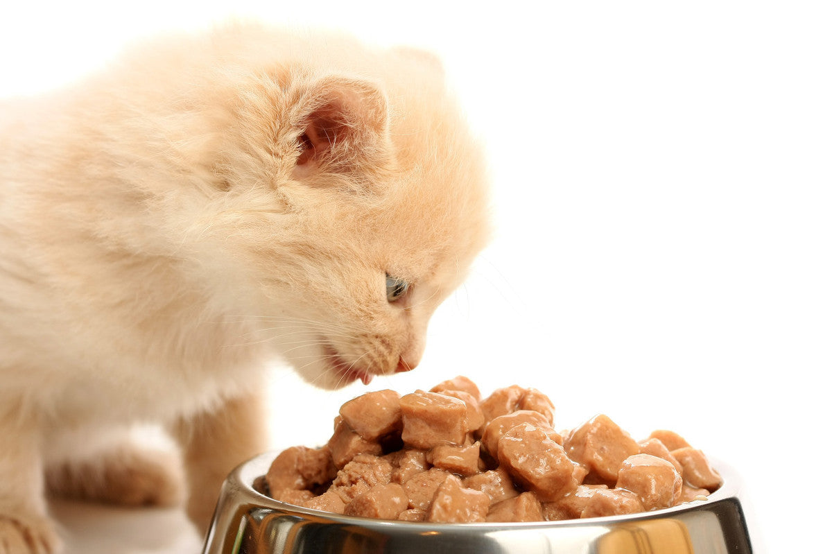Alimento premium para gatos