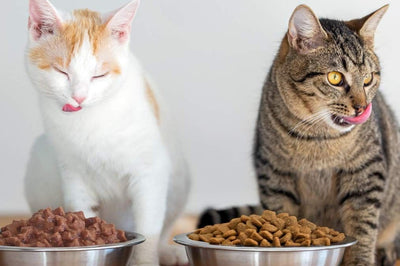 Alimento Seco o Húmedo para Gatos: ¿Cuál es Mejor?