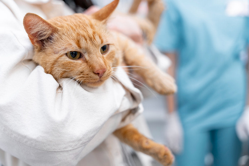 alimento para gatos esterilizados