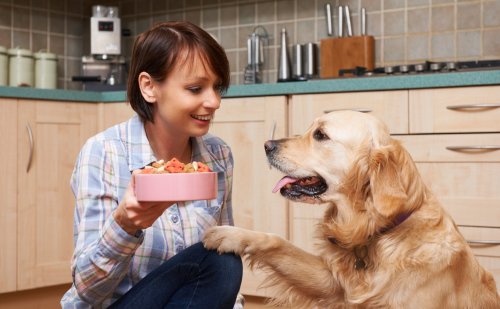 Alimento para perros geriátricos
