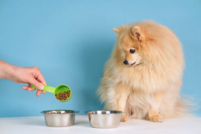 Guía de porciones para razas pequeñas