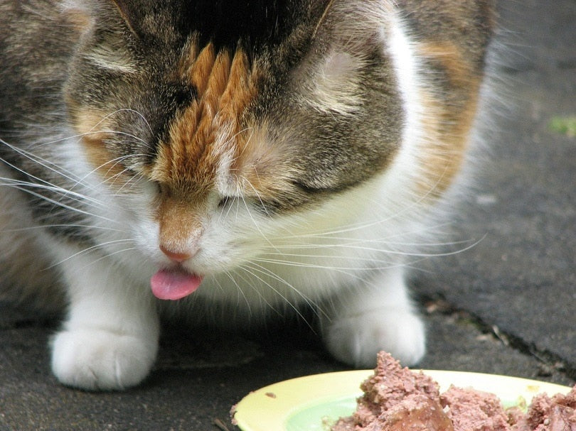 Alimentos prohibidos para gatos