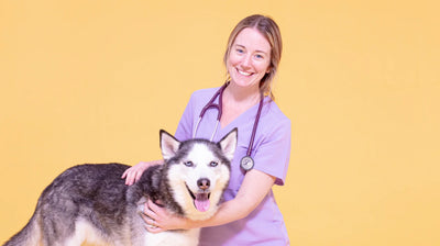Alimentos que regeneran el hígado en perros