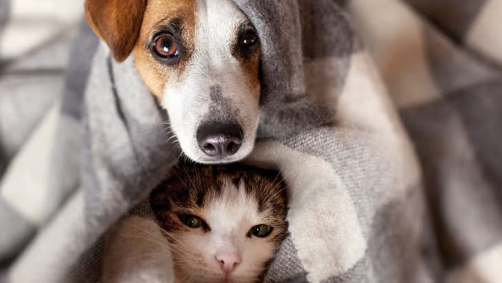 Ansiedad en perros y gatos