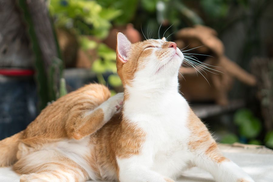 Cómo elegir un antipulgas y garrapatas para mascotas de forma segura