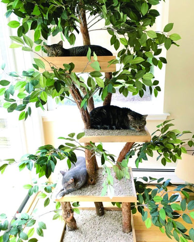 Árbol para gatos: beneficios y tipos