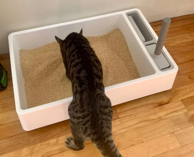 Arena ecológica para gatos