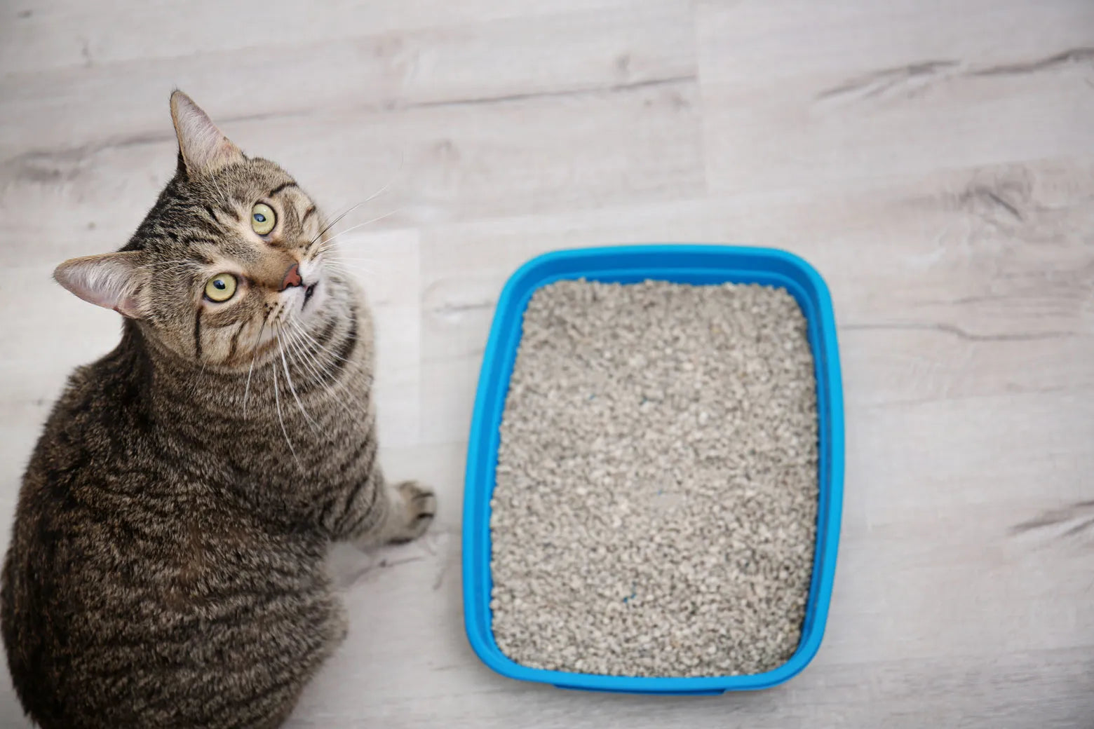 Cómo mantener limpio el arenero de tu gato sin estrés
