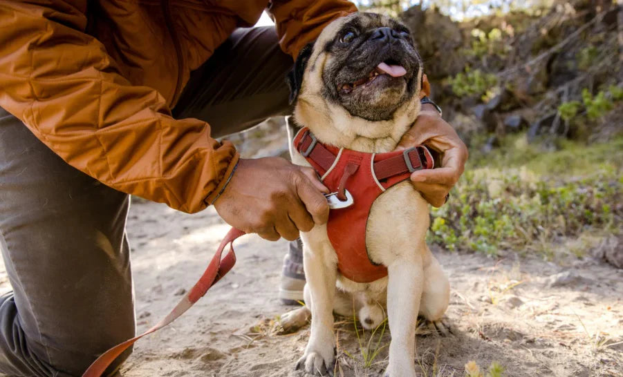 Arnés Anti Jalones para Perro