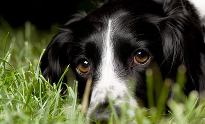 arnica para perros