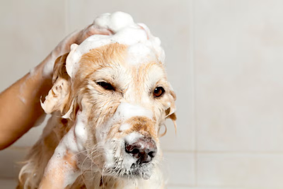 ¿Es malo bañar a un perro con shampoo para personas?