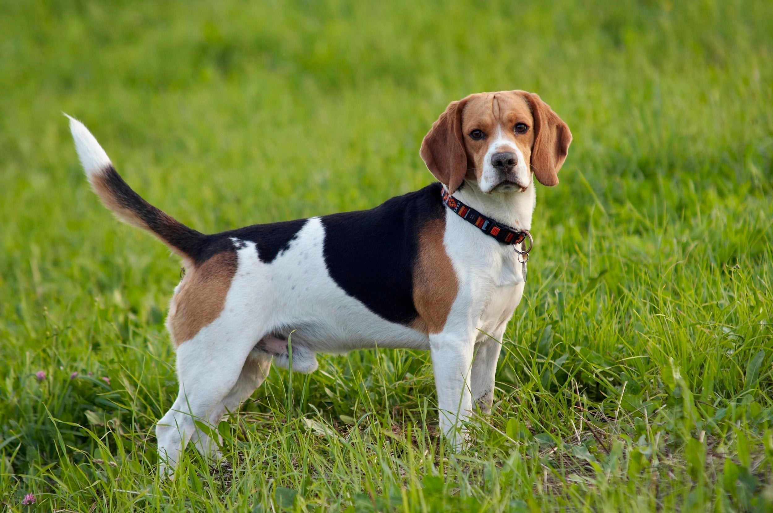 Beagle Raisin Beagle: Características, Cuidados y Precio en México