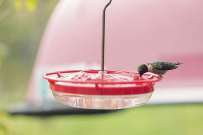 Néctar para colibríes: cómo prepararlo y atraerlos al jardín