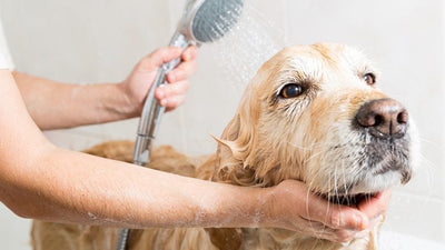 Bienestar Canino: Higiene, Estética y Salud para tu Perro