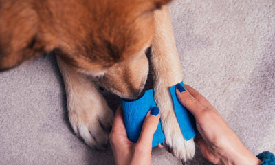 botiquín de primeros auxilios para mascotas