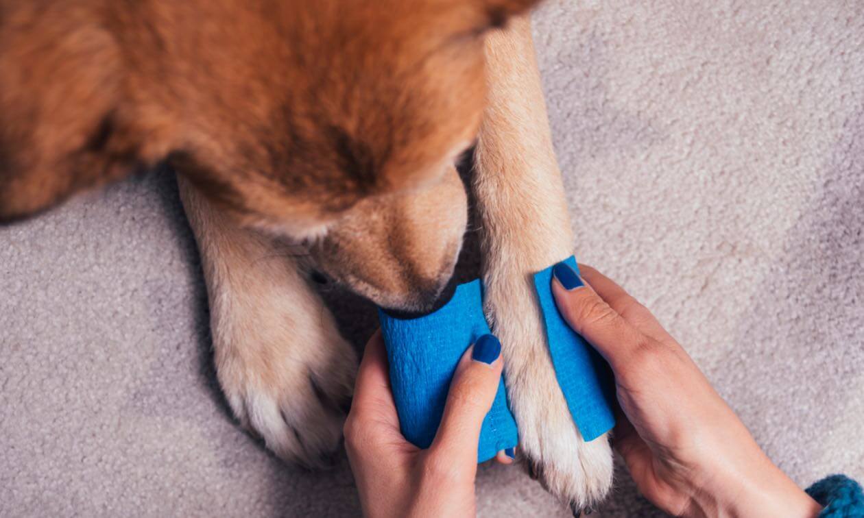 botiquín de primeros auxilios para mascotas