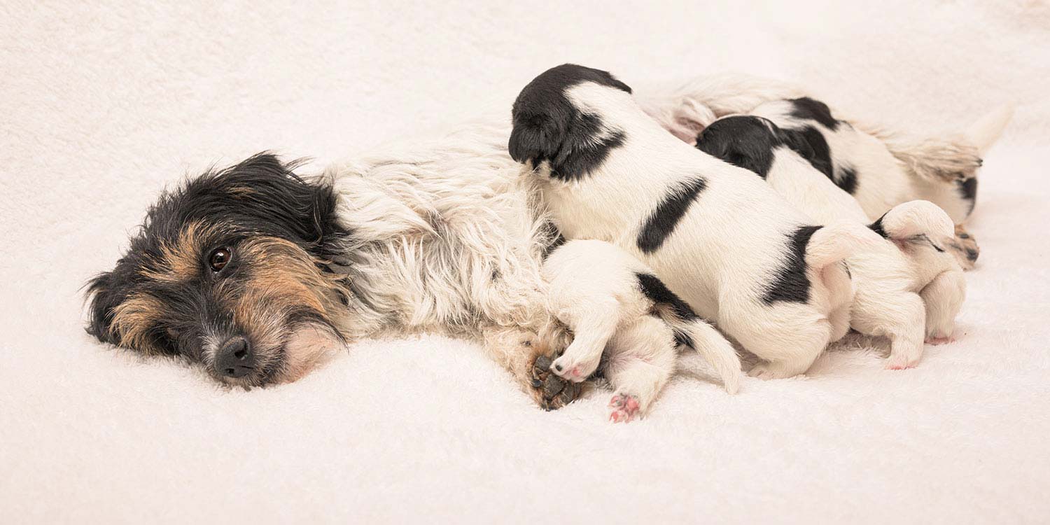 Alimentación de un Cachorro Recién Nacido