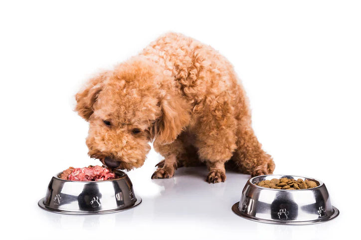 ¿Cuándo debo cambiar el alimento de mi perro?