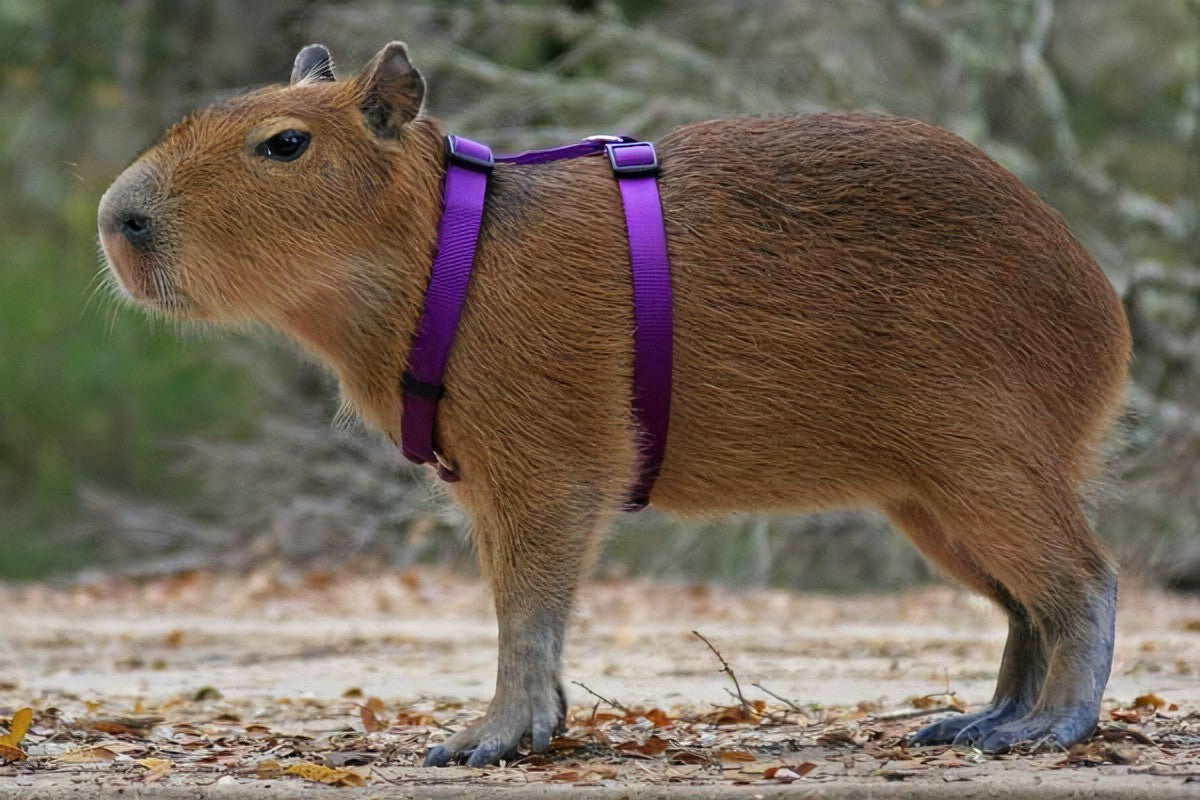 capibara como mascota
