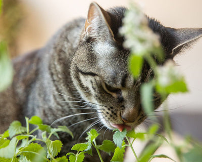 Catnip beneficios y contraindicaciones