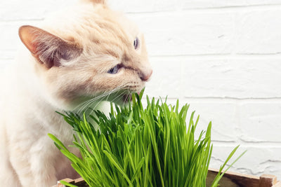 Cómo usar catnip en gatos