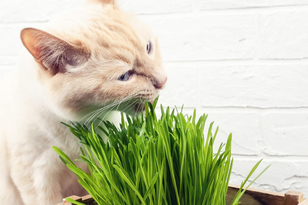 Cómo usar catnip en gatos