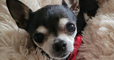 Chihuahua cabeza de manzana: problemas de salud y si es buena mascota