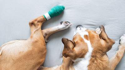Cicatrizante para perros