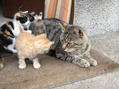 Etapas del ciclo de vida del gato