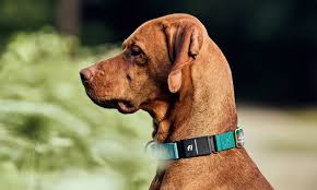 Collares para Perros: ¿Cuál Elegir y Por Qué es Más que un Accesorio?