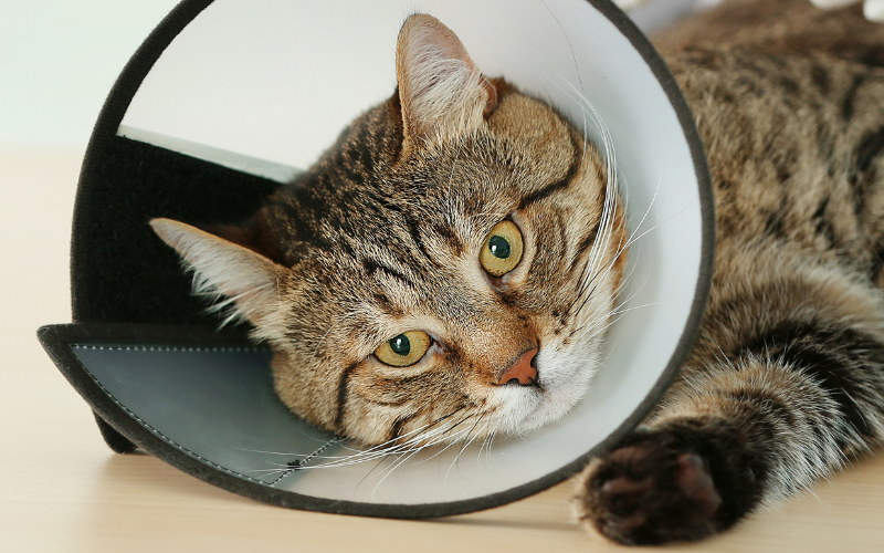 collar isabelino gato