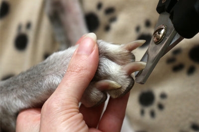 cómo cortar las uñas a un perro
