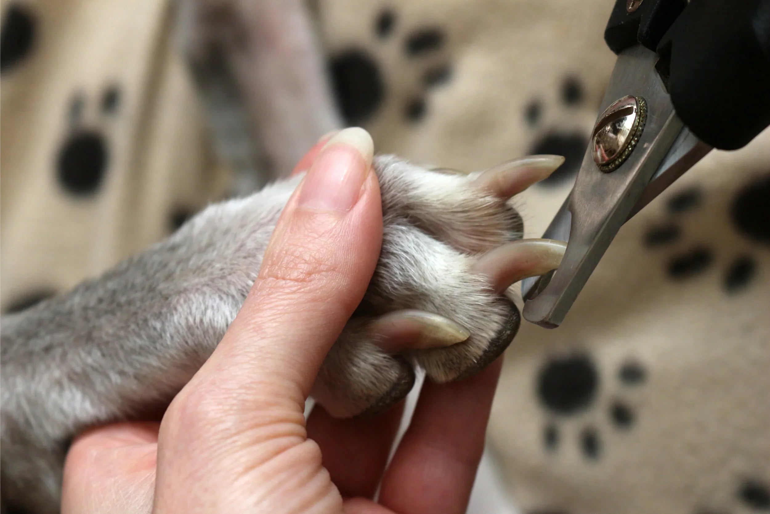 cómo cortar las uñas a un perro