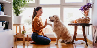 ¿Cómo cuidar a mi perro en casa?