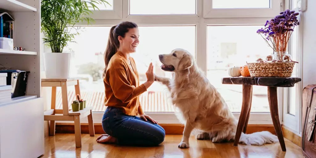 ¿Cómo cuidar a mi perro en casa?