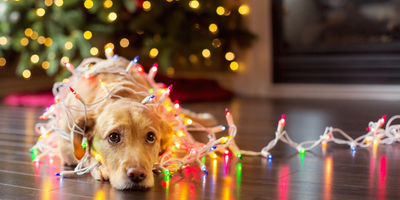 ¿Cómo cuidar a tus mascotas en Navidad?